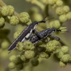 Rhinotia sp. (genus) at Hawker, ACT - 31 Oct 2019