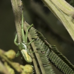 Thomisidae (family) (Unidentified Crab spider or Flower spider) at Hawker, ACT - 30 Oct 2019 by AlisonMilton