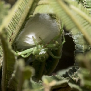 Thomisidae (family) at Hawker, ACT - 31 Oct 2019