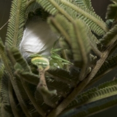 Thomisidae (family) at Hawker, ACT - 31 Oct 2019