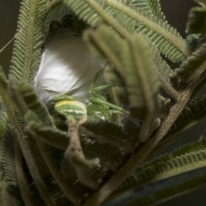 Thomisidae (family) at Hawker, ACT - 31 Oct 2019