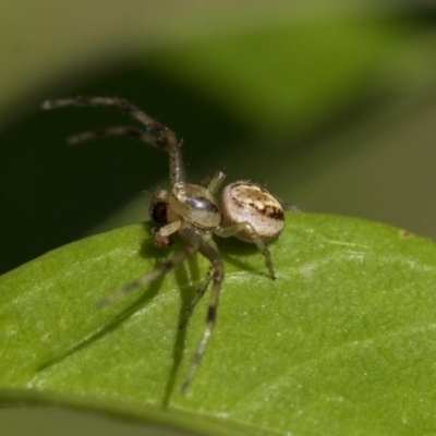 Australomisidia sp. (genus) (Flower spider) at Higgins, ACT - 31 Oct 2019 by AlisonMilton