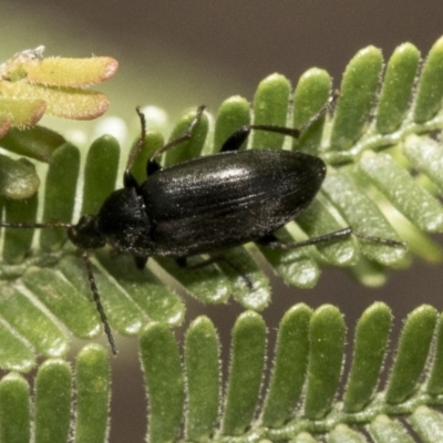 Neocistela ovalis (Comb-clawed beetle) at Hawker, ACT - 30 Oct 2019 by AlisonMilton