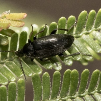 Neocistela ovalis (Comb-clawed beetle) at Hawker, ACT - 31 Oct 2019 by AlisonMilton