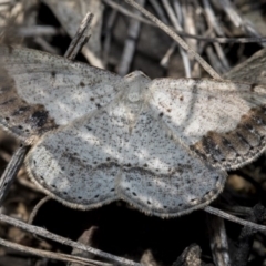 Taxeotis intextata (Looper Moth, Grey Taxeotis) at The Pinnacle - 30 Oct 2019 by AlisonMilton