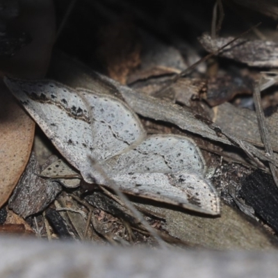 Taxeotis intextata (Looper Moth, Grey Taxeotis) at The Pinnacle - 31 Oct 2019 by AlisonMilton