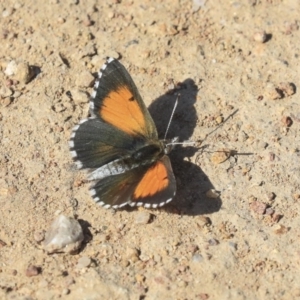 Lucia limbaria at Hawker, ACT - 31 Oct 2019 08:54 AM
