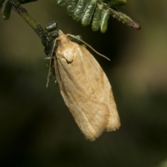 Epiphyas postvittana (Light Brown Apple Moth) at Hawker, ACT - 30 Oct 2019 by AlisonMilton