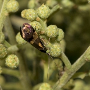 Nemophora (genus) at Hawker, ACT - 31 Oct 2019