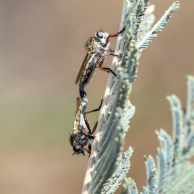 Asiola fasciata (A robber fly) at Dunlop, ACT - 31 Oct 2019 by AlisonMilton