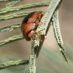 Dicranosterna immaculata at Dunlop, ACT - 31 Oct 2019