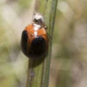 Dicranosterna immaculata at Dunlop, ACT - 31 Oct 2019 11:18 AM