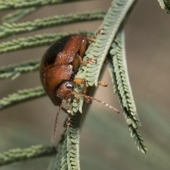 Dicranosterna immaculata at Dunlop, ACT - 31 Oct 2019 11:18 AM