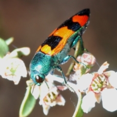 Castiarina kirbyi (Jewel beetle) at Oallen, NSW - 2 Nov 2019 by Harrisi