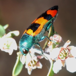 Castiarina kirbyi at Oallen, NSW - 2 Nov 2019