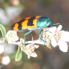 Castiarina kirbyi at Oallen, NSW - 2 Nov 2019