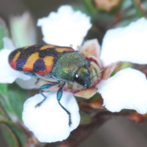 Castiarina sexplagiata at Lower Boro, NSW - 2 Nov 2019 11:41 AM