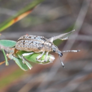 Pachyura australis at Lower Boro, NSW - 2 Nov 2019