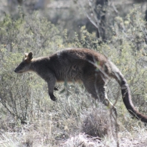 Wallabia bicolor at Gundaroo, NSW - 4 Oct 2019