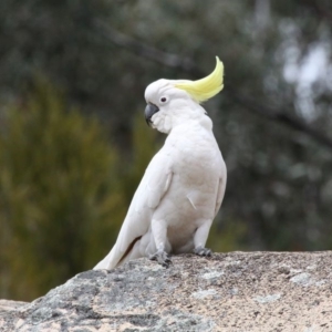 Cacatua galerita at Paddys River, ACT - 2 Nov 2019 12:18 PM