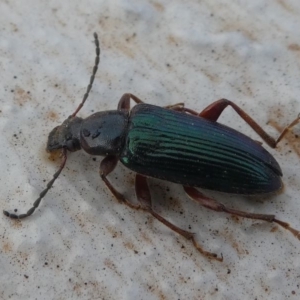 Lepturidea sp. (genus) at Paddys River, ACT - 27 Oct 2019