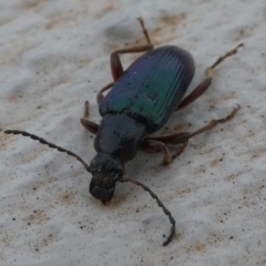 Lepturidea sp. (genus) at Paddys River, ACT - 27 Oct 2019