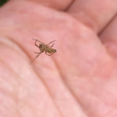 Philoponella congregabilis at Aranda, ACT - 3 Nov 2019