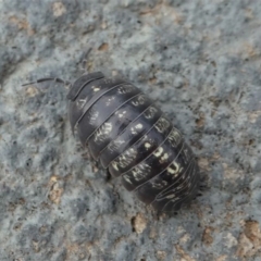 Armadillidium vulgare (Slater bug, woodlouse, pill bug, roley poley) at Kambah, ACT - 3 Nov 2019 by HarveyPerkins