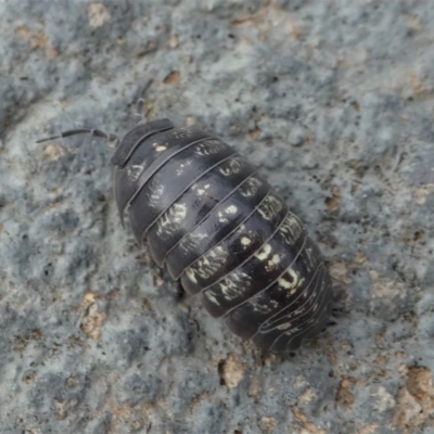 Armadillidium vulgare (Slater bug, woodlouse, pill bug, roley poley) at Kambah, ACT - 2 Nov 2019 by HarveyPerkins