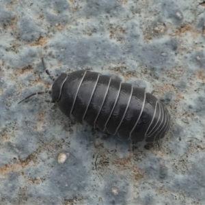 Armadillidium vulgare at Kambah, ACT - 3 Nov 2019 07:18 AM