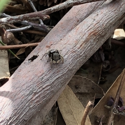 Maratus vespertilio (Bat-like peacock spider) at Aranda, ACT - 3 Nov 2019 by Jubeyjubes