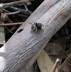 Maratus vespertilio at Aranda, ACT - 3 Nov 2019