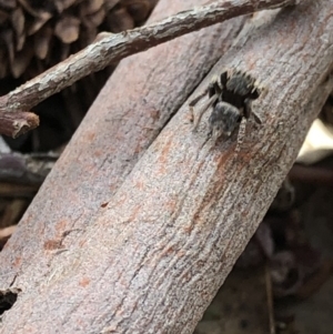 Maratus vespertilio at Aranda, ACT - 3 Nov 2019