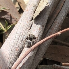 Maratus vespertilio at Aranda, ACT - 3 Nov 2019