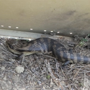 Tiliqua scincoides scincoides at Paddys River, ACT - 2 Nov 2019