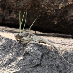 Intellagama lesueurii howittii (Gippsland Water Dragon) at Gibraltar Pines - 2 Nov 2019 by HarveyPerkins