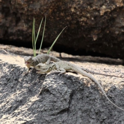 Intellagama lesueurii howittii (Gippsland Water Dragon) at Gibraltar Pines - 2 Nov 2019 by HarveyPerkins