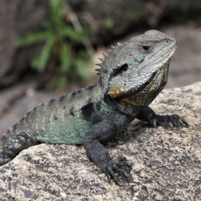 Intellagama lesueurii howittii (Gippsland Water Dragon) at Gibraltar Pines - 2 Nov 2019 by HarveyPerkins