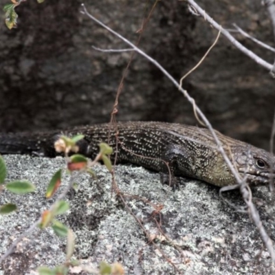 Egernia cunninghami (Cunningham's Skink) at Paddys River, ACT - 2 Nov 2019 by HarveyPerkins