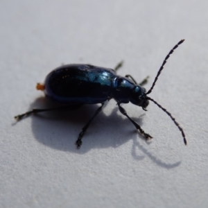 Altica sp. (genus) at Spence, ACT - 2 Nov 2019