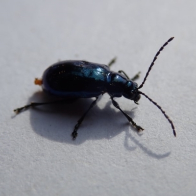 Altica sp. (genus) (Flea beetle) at Spence, ACT - 1 Nov 2019 by Laserchemisty
