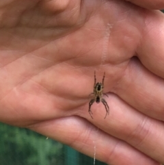 Plebs eburnus (Eastern bush orb-weaver) at Aranda, ACT - 2 Nov 2019 by Jubeyjubes