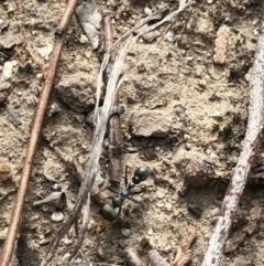 Myrmecia sp., pilosula-group (Jack jumper) at Aranda, ACT - 2 Nov 2019 by Jubeyjubes