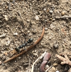 Myrmecia sp., pilosula-group at Aranda, ACT - 3 Nov 2019