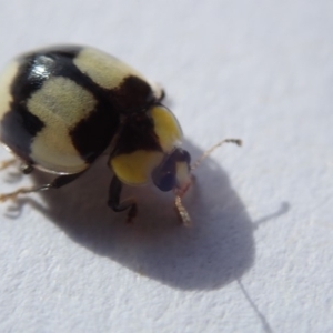 Illeis galbula at Spence, ACT - 3 Nov 2019 07:34 AM