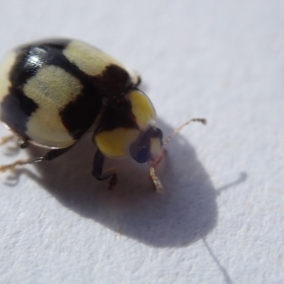 Illeis galbula (Fungus-eating Ladybird) at Spence, ACT - 3 Nov 2019 by Laserchemisty