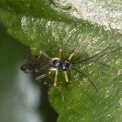 Ichneumonidae (family) (Unidentified ichneumon wasp) at Spence, ACT - 3 Nov 2019 by JudithRoach