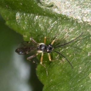 Ichneumonidae (family) at Spence, ACT - 3 Nov 2019