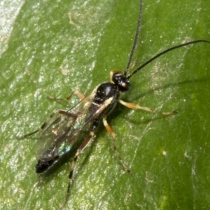 Ichneumonidae (family) at Spence, ACT - 3 Nov 2019