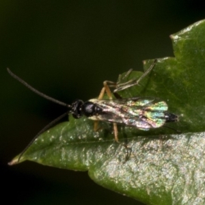 Ichneumonidae (family) at Spence, ACT - 3 Nov 2019